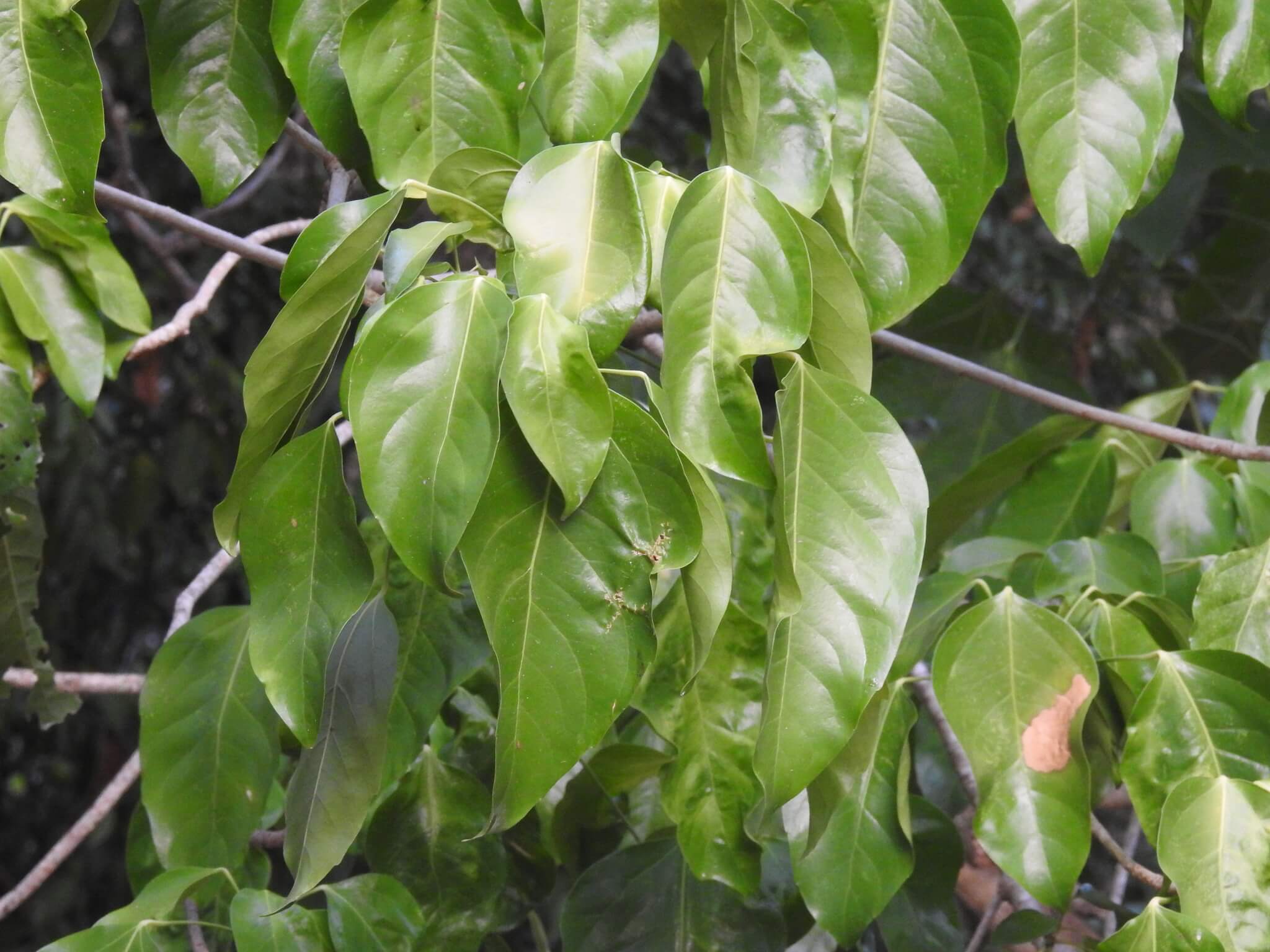 Annona cherimola